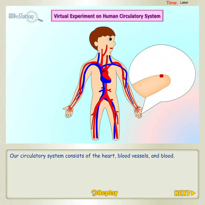 Human Systems Part 1: Human Circulatory System - Lessons