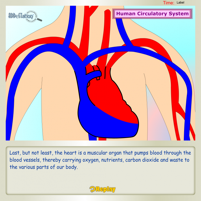 Human Systems Part 1: Human Circulatory System - Lessons