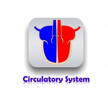 Human Systems Part 1: Human Circulatory System