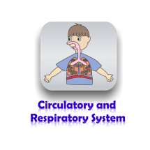 Human Systems Part 2: Human Circulatory and Respiratory Systems
