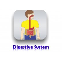 Human Digestive System